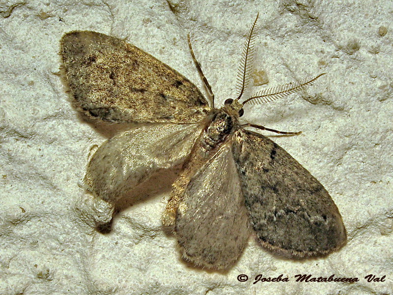 Tephronia sp. 2 - Geometridae